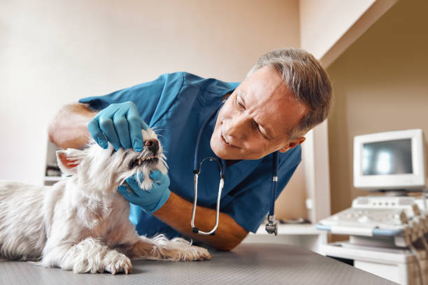 Best Emergency Denture Repair in Hobart, WI